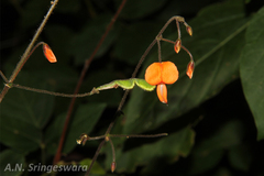 Desmodium repandum